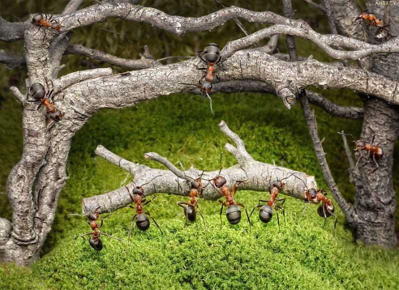 O fabuloso mundo das formigas de Andrei Pavlov 18