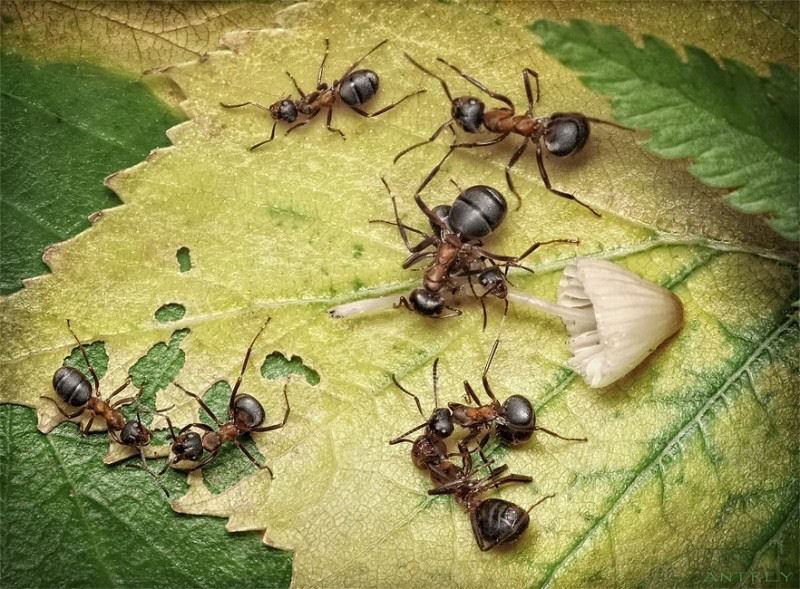 O fabuloso mundo das formigas de Andrei Pavlov 19