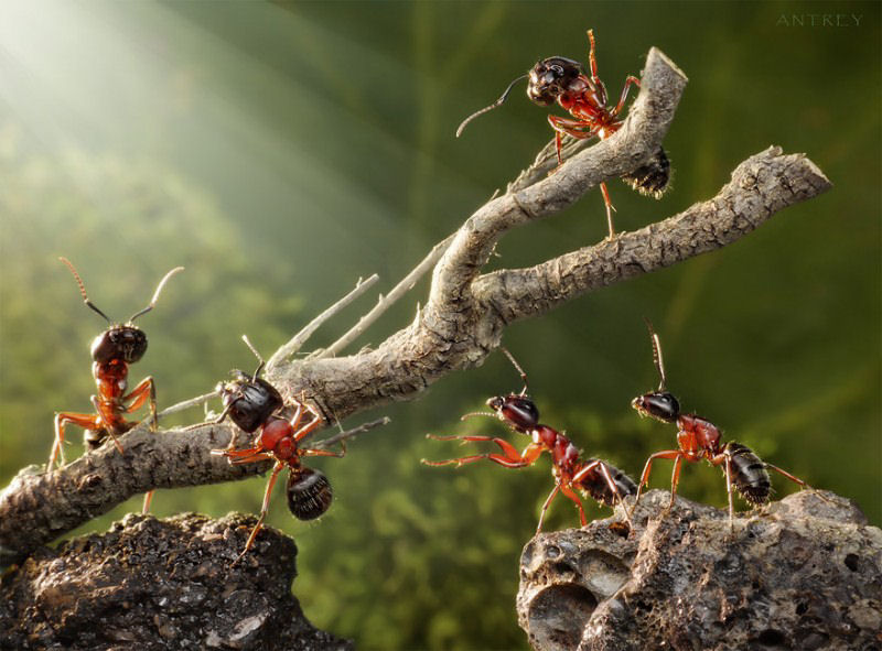 O fabuloso mundo das formigas de Andrei Pavlov 20