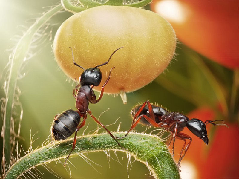 O fabuloso mundo das formigas de Andrei Pavlov 21
