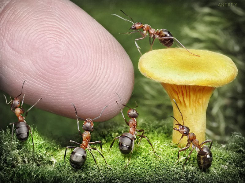 O fabuloso mundo das formigas de Andrei Pavlov 22
