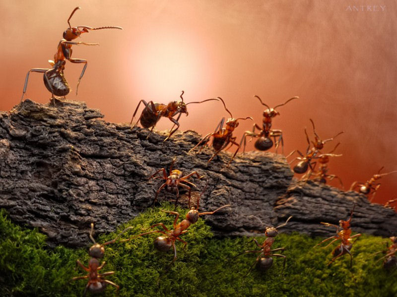 O fabuloso mundo das formigas de Andrei Pavlov 23