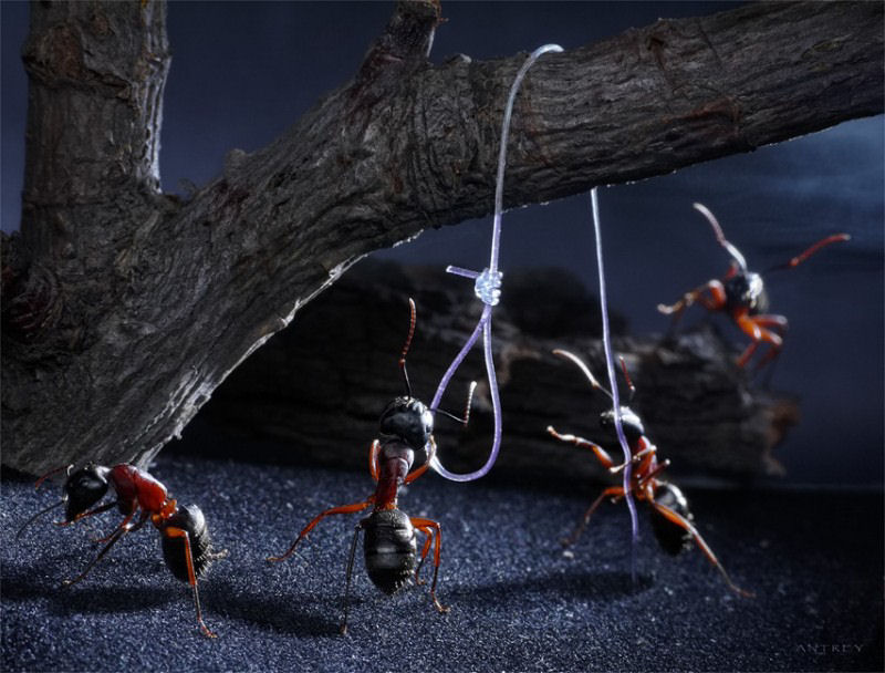 O fabuloso mundo das formigas de Andrei Pavlov 25