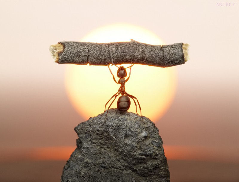 O fabuloso mundo das formigas de Andrei Pavlov 26