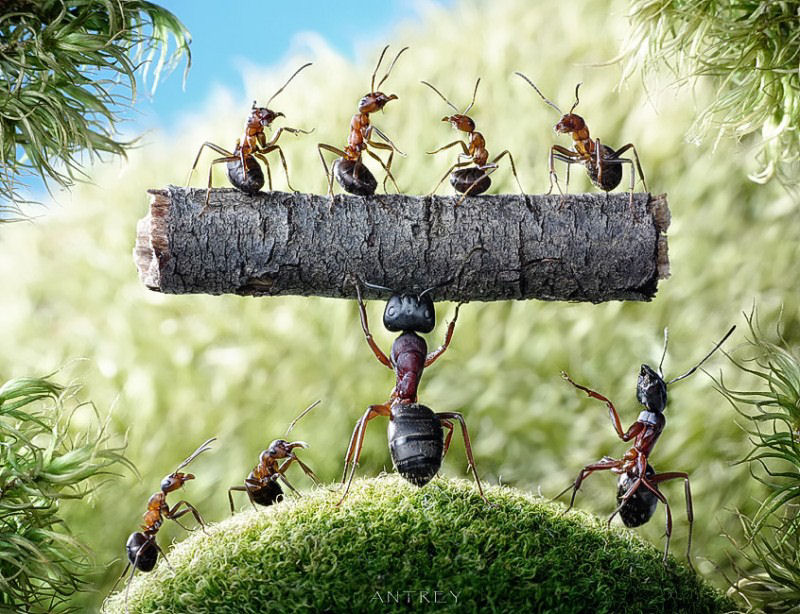 O fabuloso mundo das formigas de Andrei Pavlov 27