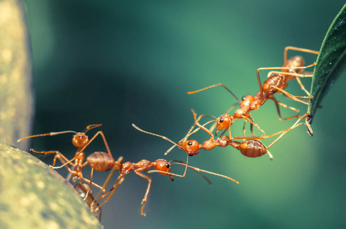 O que as formigas podem nos ensinar sobre trabalho em equipe