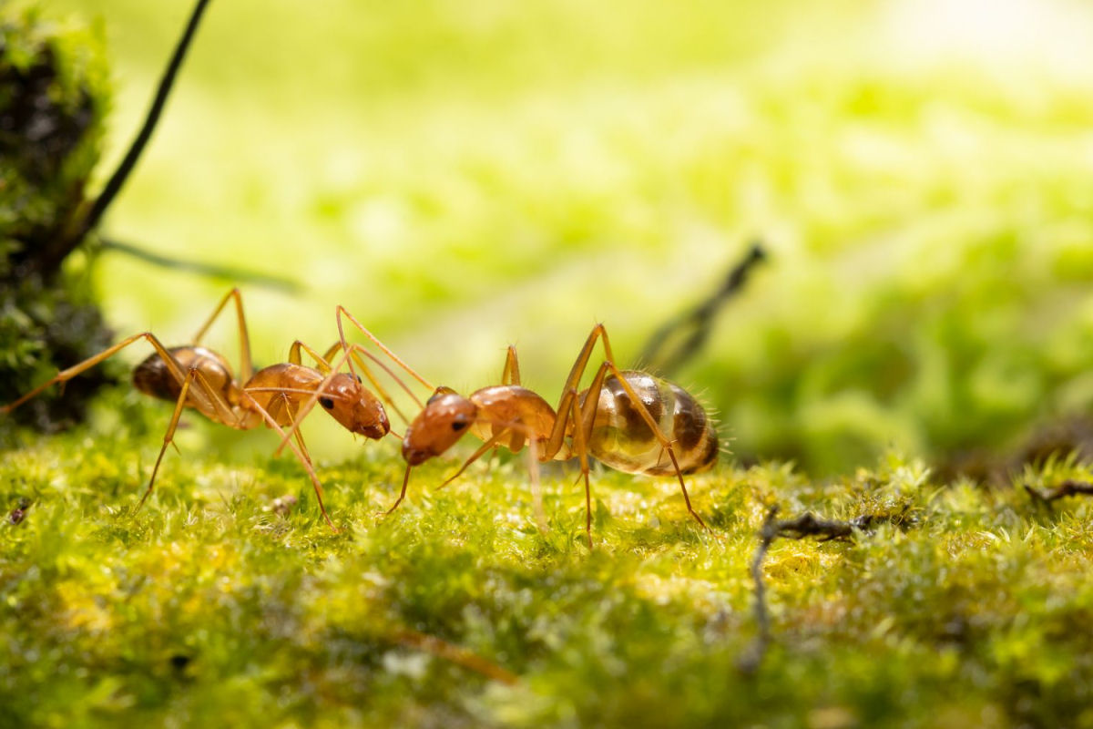 O ecossistema australiano  to frgil que at formigas invasoras causam grandes estragos l