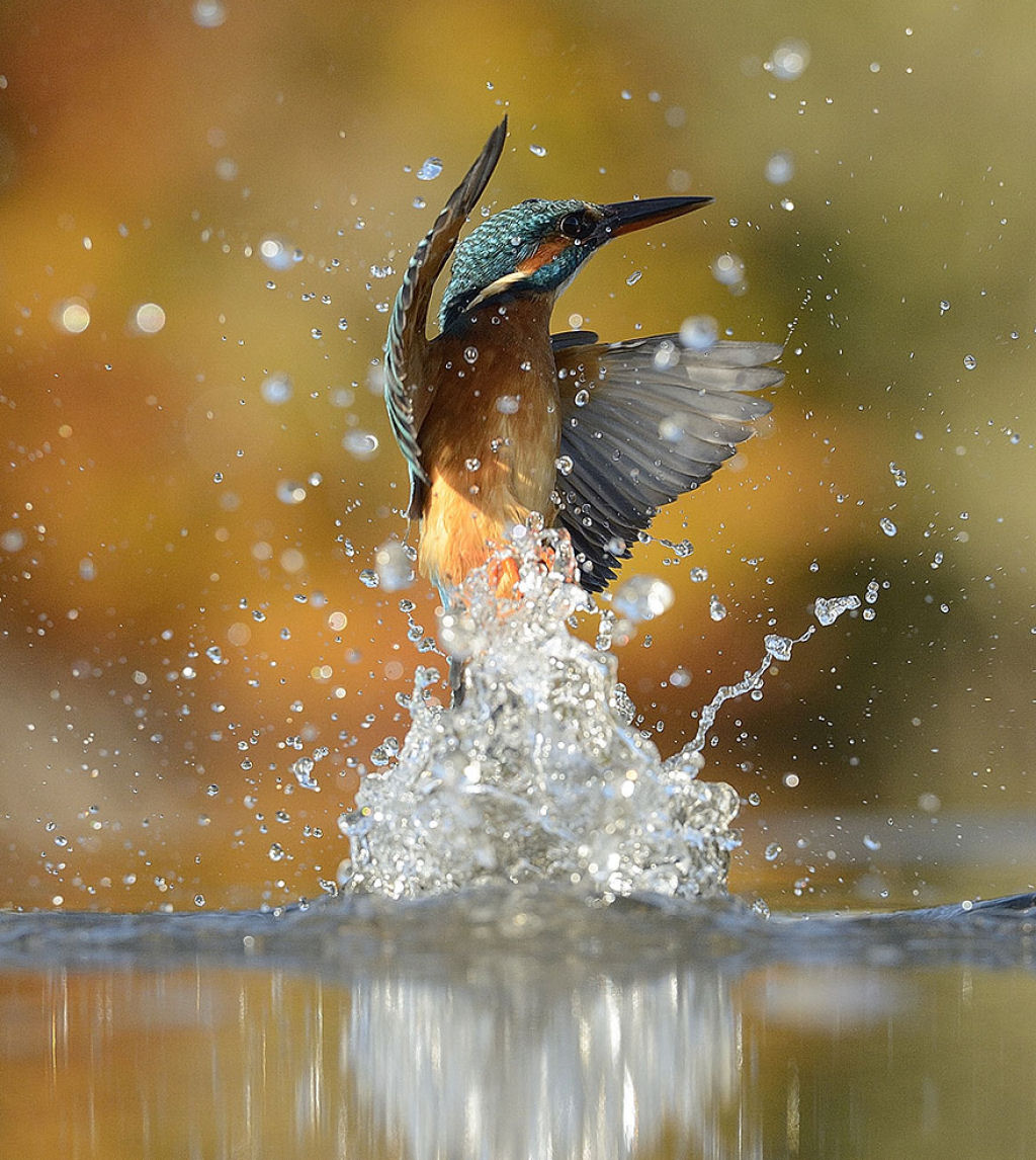 Depois de 6 anos e 720.000 tentativas, este fotgrafo tirou a foto perfeita de um martim-pescador 06