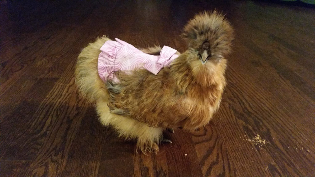 O surpreendentemente negcio bem sucedido de fraldas de luxo para galinhas