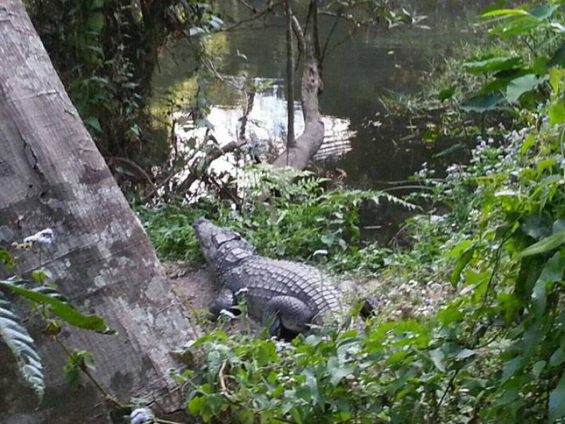 Turista é mordida por crocodilo ao tentar fazer uma selfie com ele