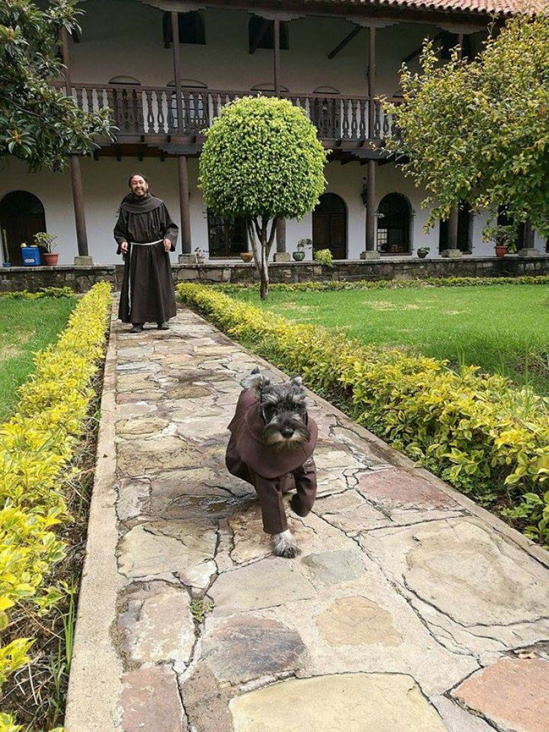 Schnauzer adotado por monges  o mais novo frei de um mosteiro franciscano 04