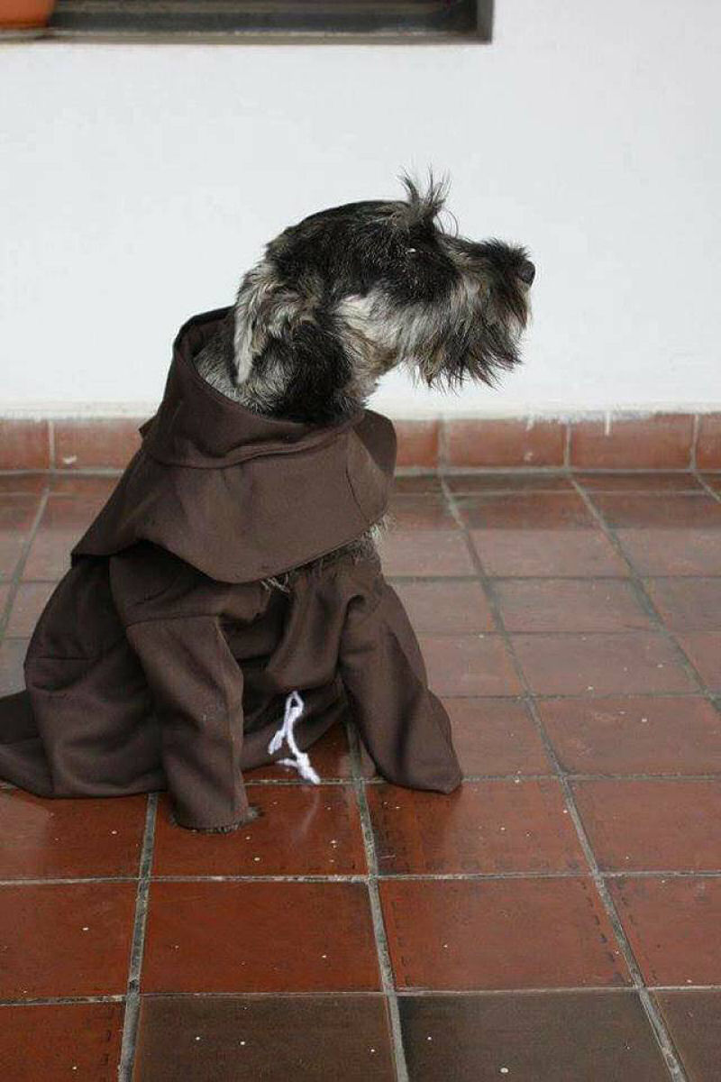 Schnauzer adotado por monges  o mais novo frei de um mosteiro franciscano 10