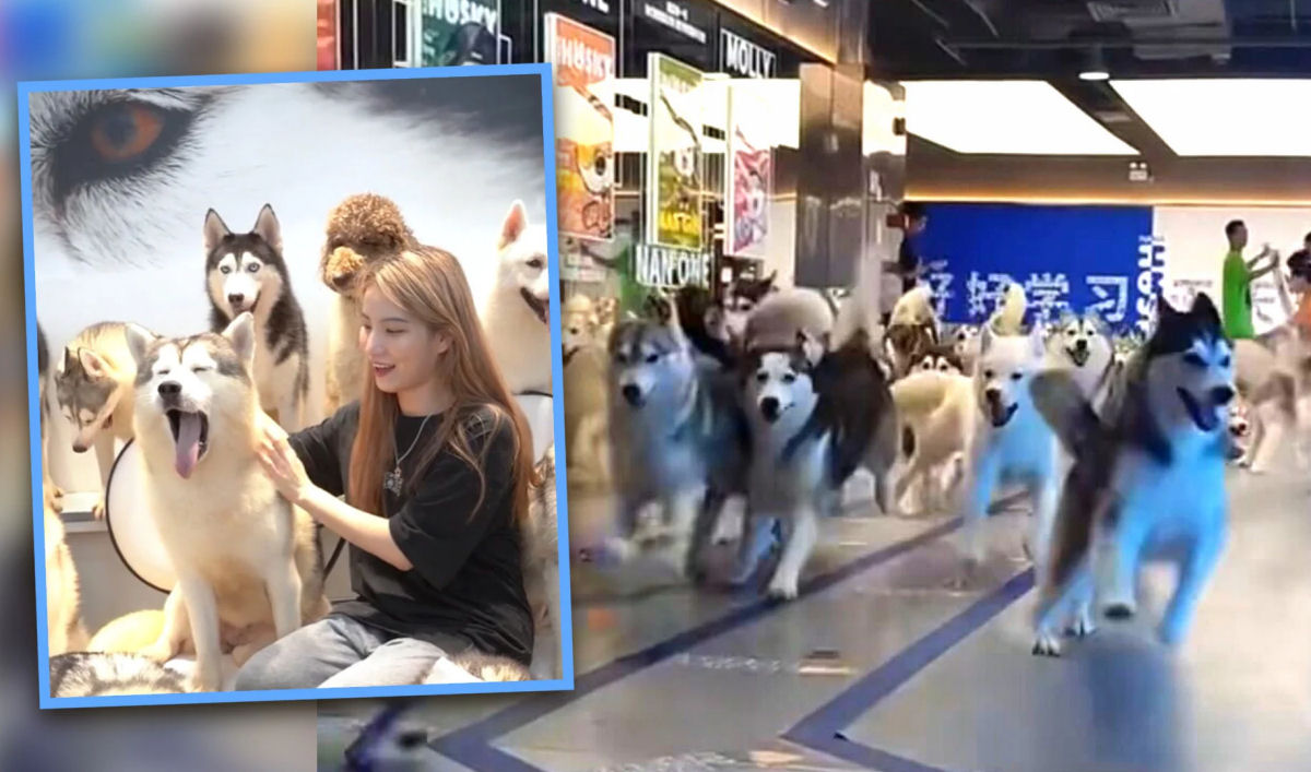 100 Huskies enlouquecem em um shopping depois de serem libertados acidentalmente de um Pet Caf