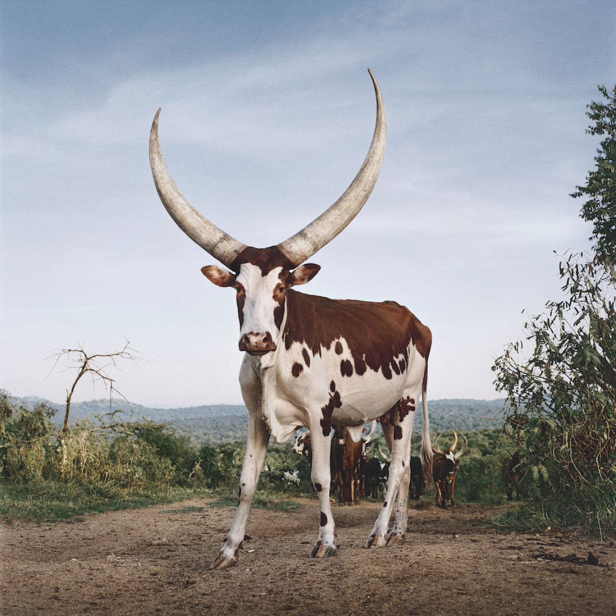 As vacas Ankole: o majestoso Gado dos Reis