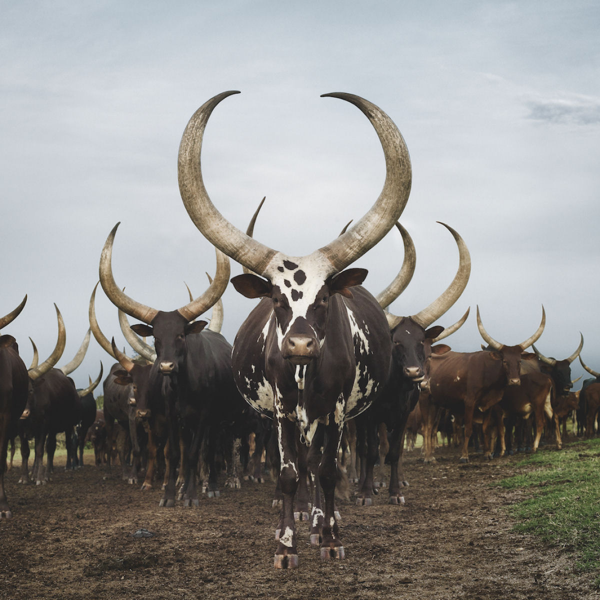 As vacas Ankole: o majestoso Gado dos Reis