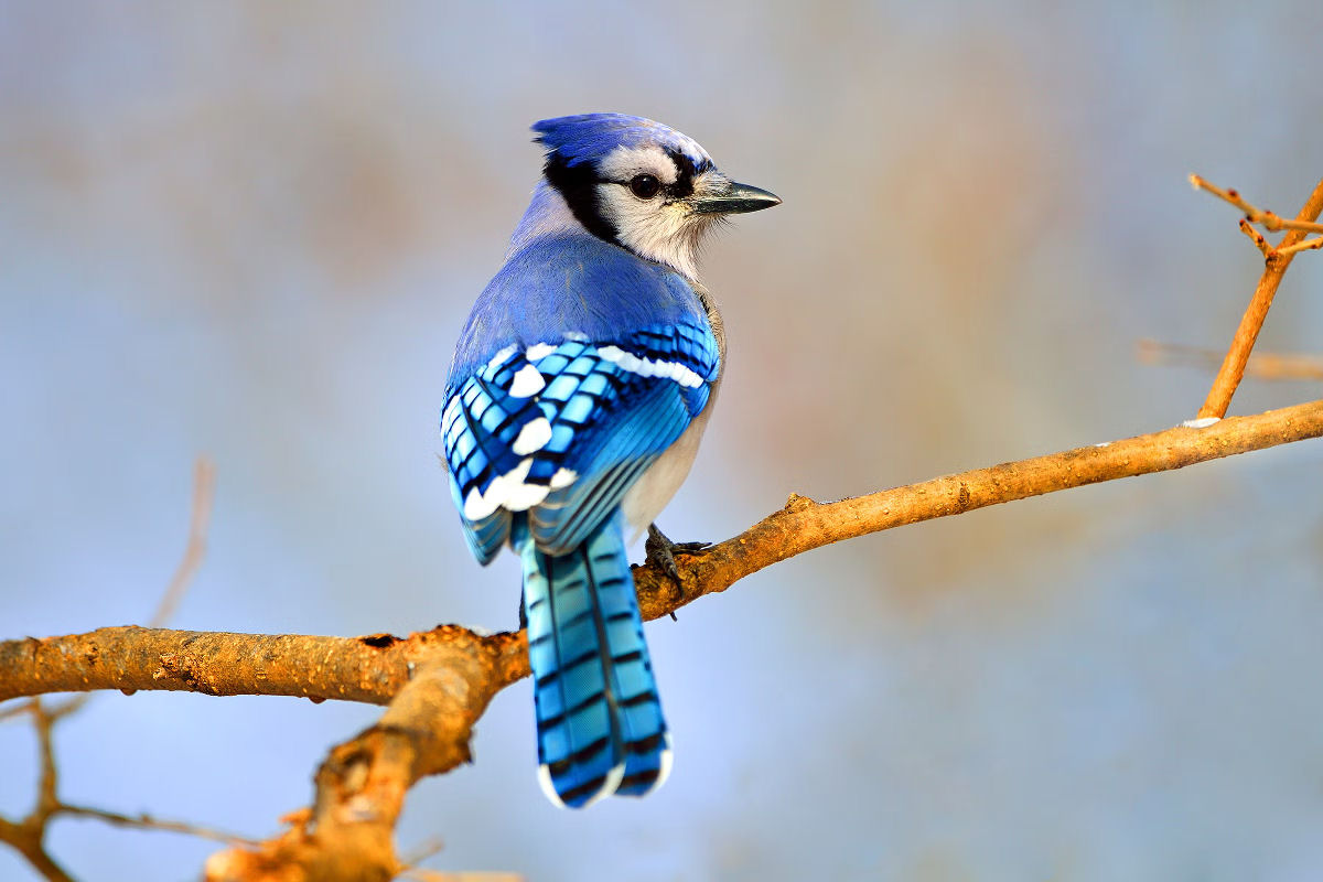 Mulher cria amizade duradoura com um gaio-azul que ela alimentou quando filhote