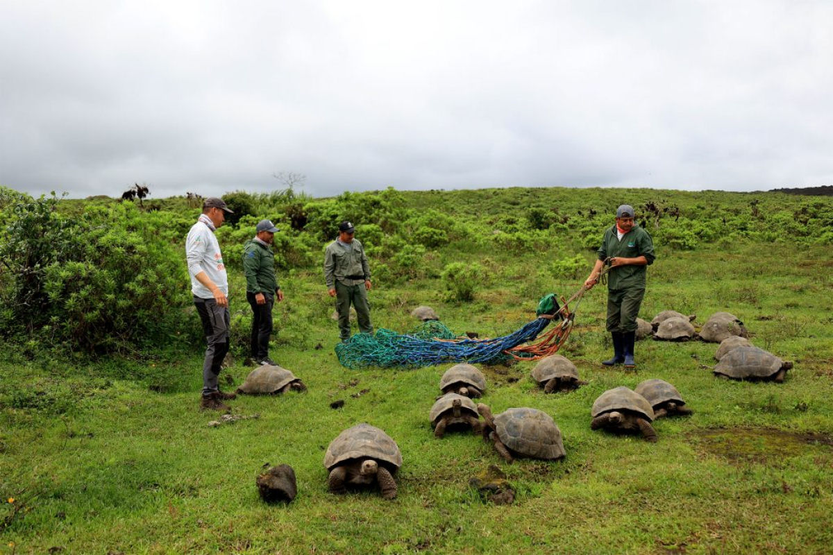 Conservacionistas libertaram 136 tartarugas juvenis de Galpagos na natureza