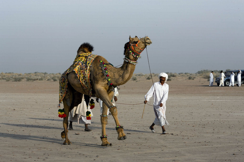 Surpreendente galeria de arte em pelos de camelo 03