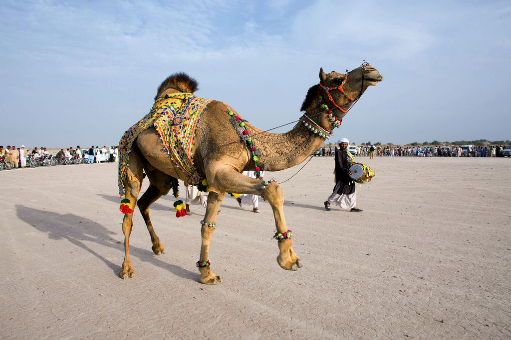 Surpreendente galeria de arte em pelos de camelo 04
