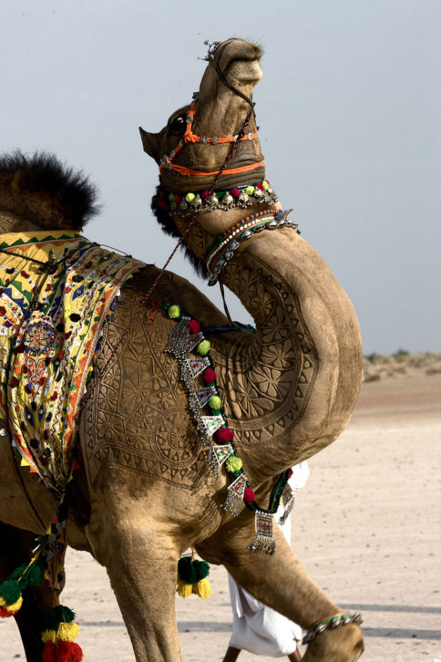 Surpreendente galeria de arte em pelos de camelo 08