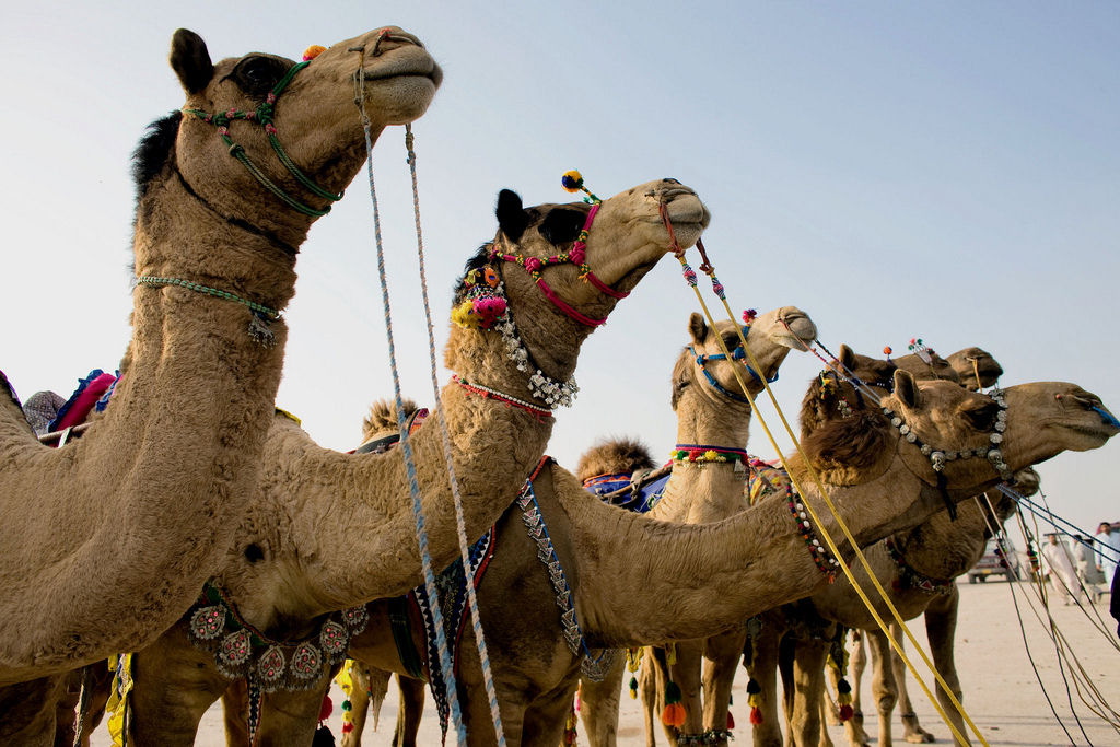 Surpreendente galeria de arte em pelos de camelo 10