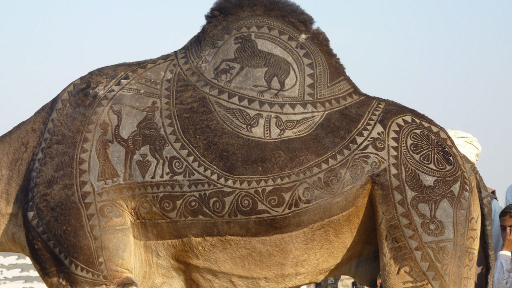 Surpreendente galeria de arte em pelos de camelo 13