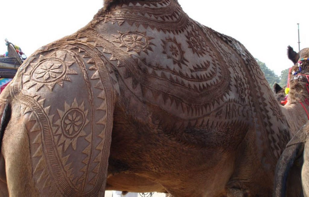 Surpreendente galeria de arte em pelos de camelo 17