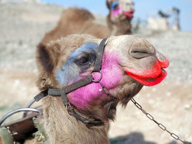 Surpreendente galeria de arte em pelos de camelo 19