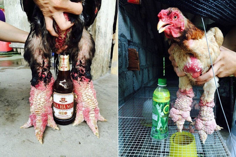 Cara galinha vietnamita tem as pernas mais estranhas que voc j viu