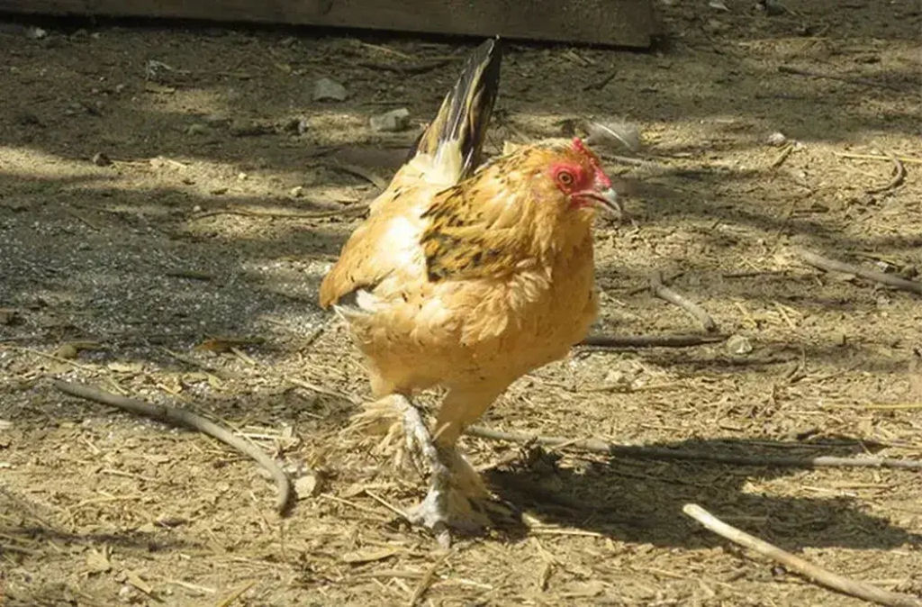 Conhea Peanut, a galinha viva mais velha do mundo, aos 21 anos