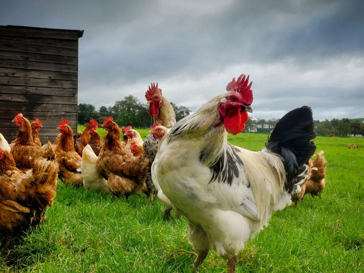 Quais as vantagens de criar galinhas caipiras soltas?