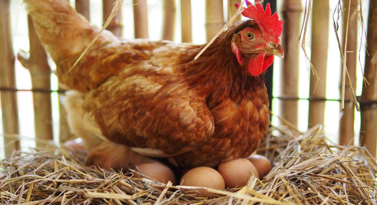 Galinha cacareja com seus ovos e eles piam de volta!