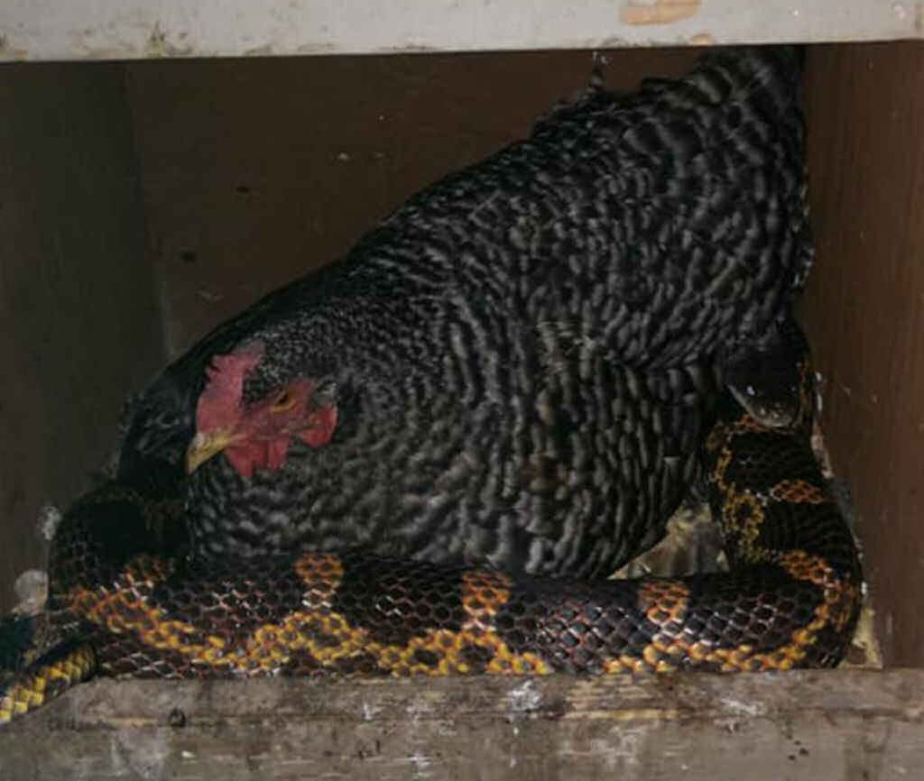 Inslito: Por que esta galinha est chocando uma cobra?