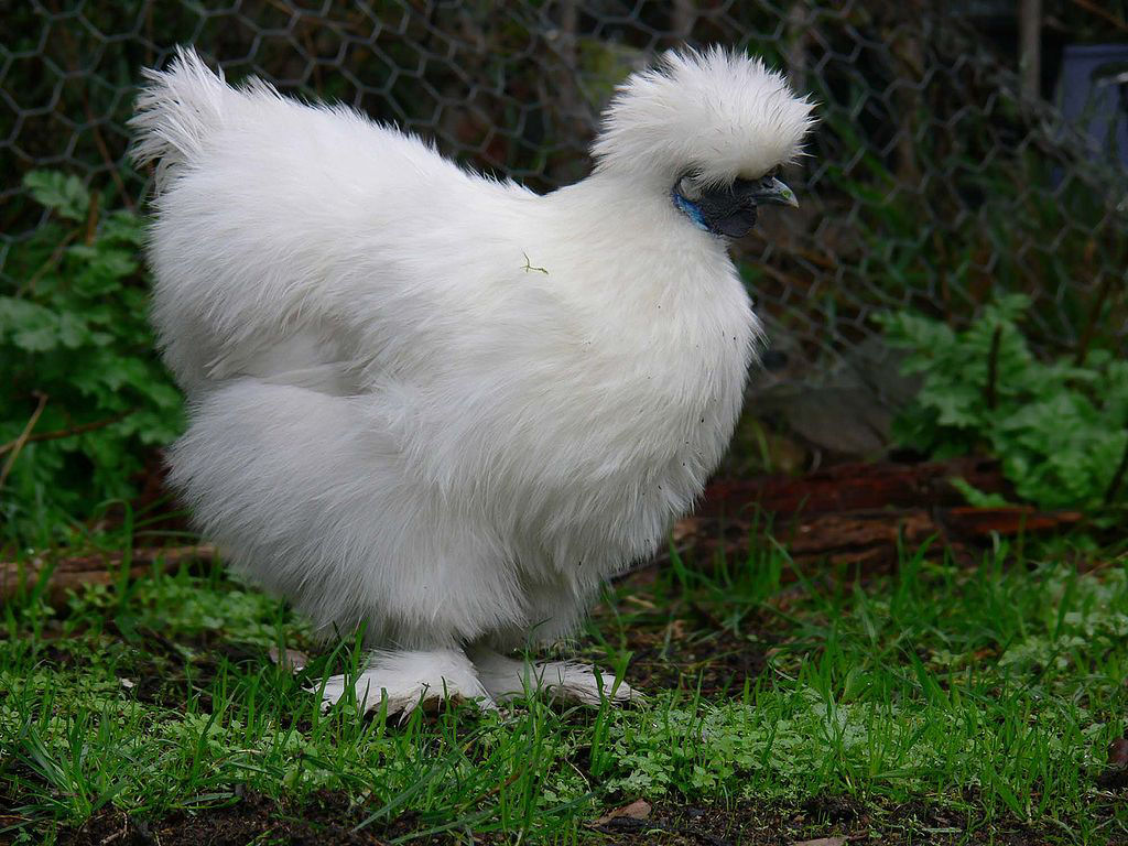 Singularidades extraordinrias de animais extraordinrios: a galinha preta silkie