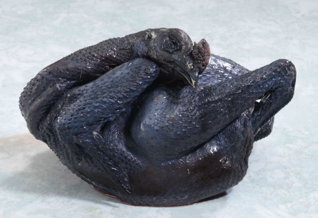 Singularidades extraordinrias de animais extraordinrios: a galinha preta silkie
