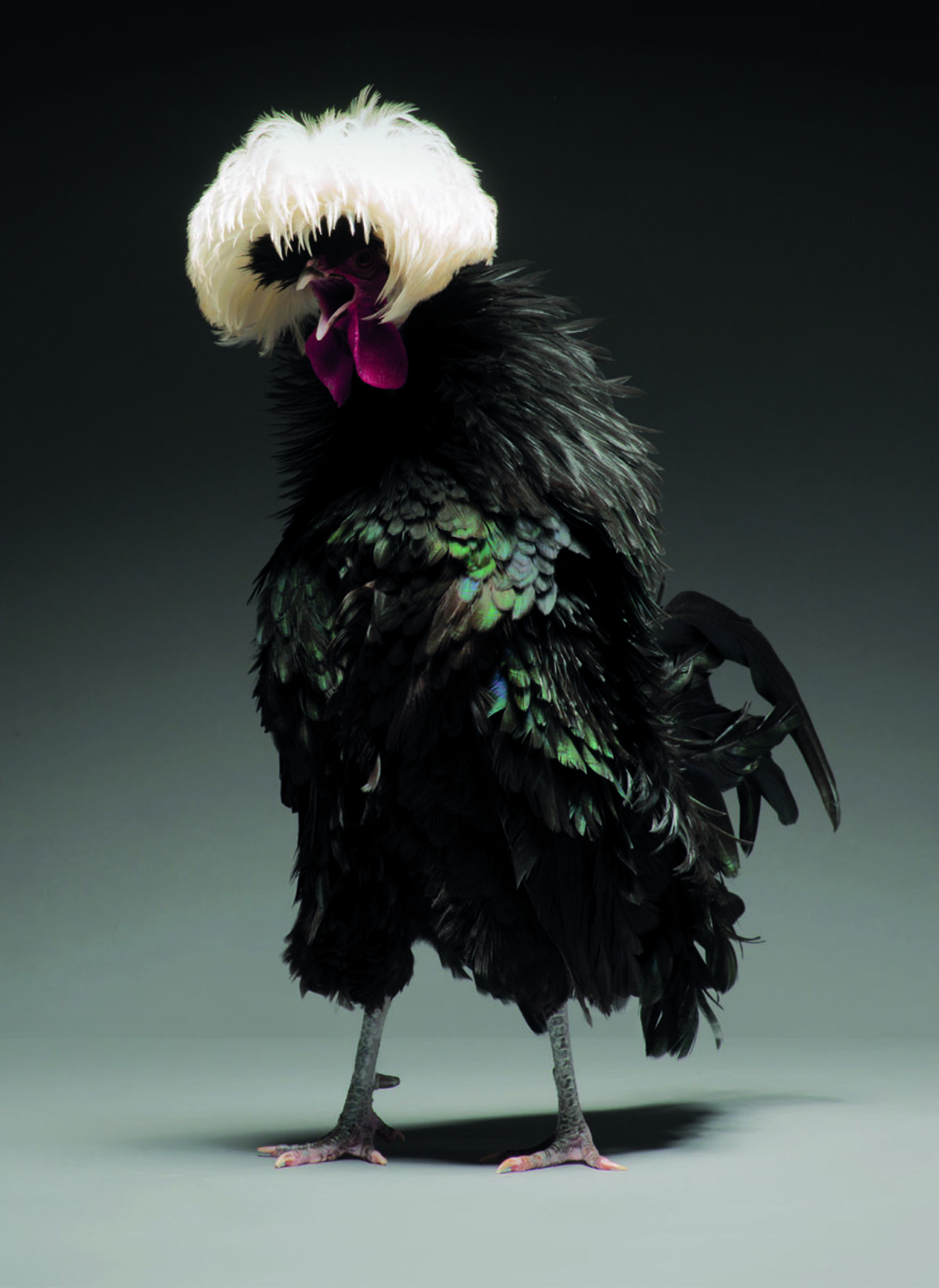 Retratos das galinhas mais bonitas do planeta capturam sua beleza subestimada 02