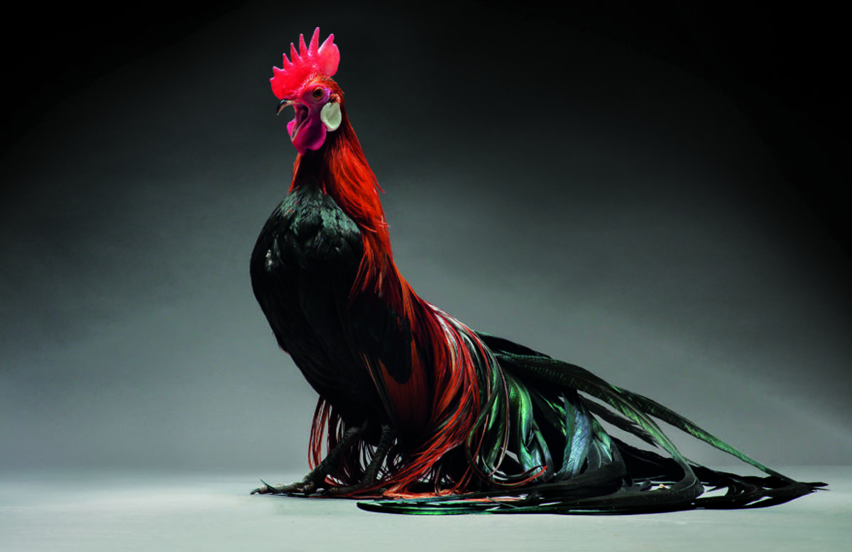 Retratos das galinhas mais bonitas do planeta capturam sua beleza subestimada 03