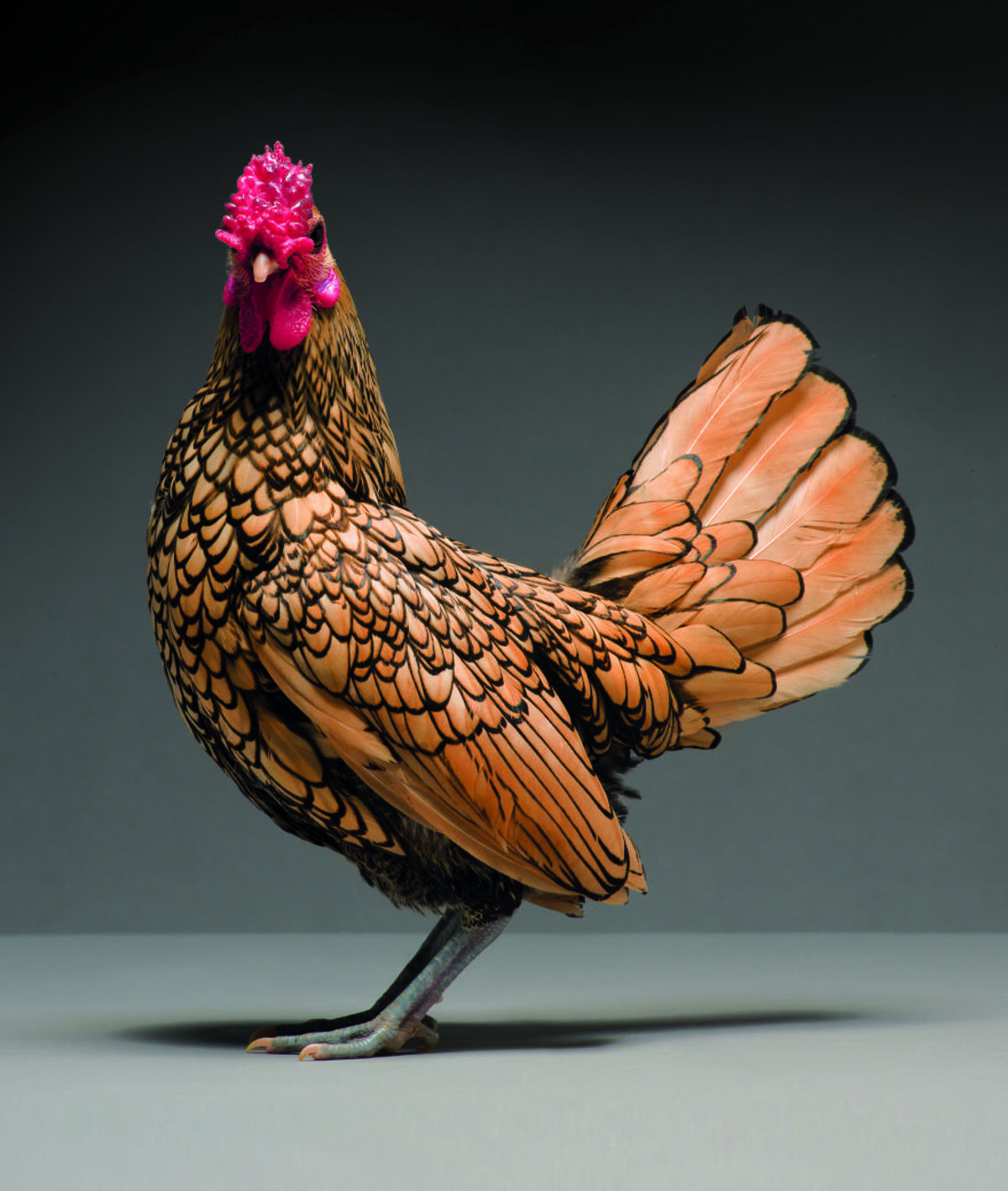 Retratos das galinhas mais bonitas do planeta capturam sua beleza subestimada 04