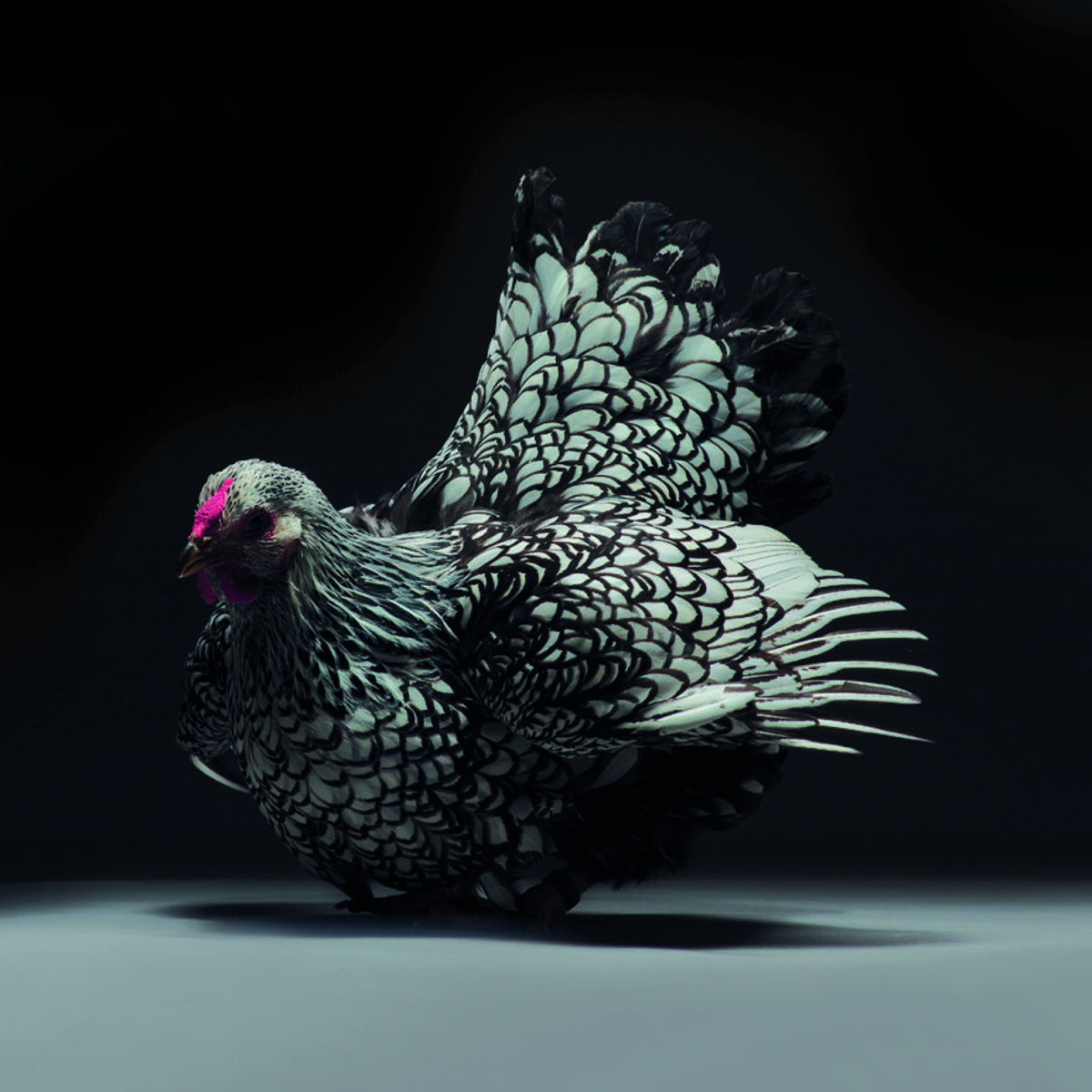 Retratos das galinhas mais bonitas do planeta capturam sua beleza subestimada 06