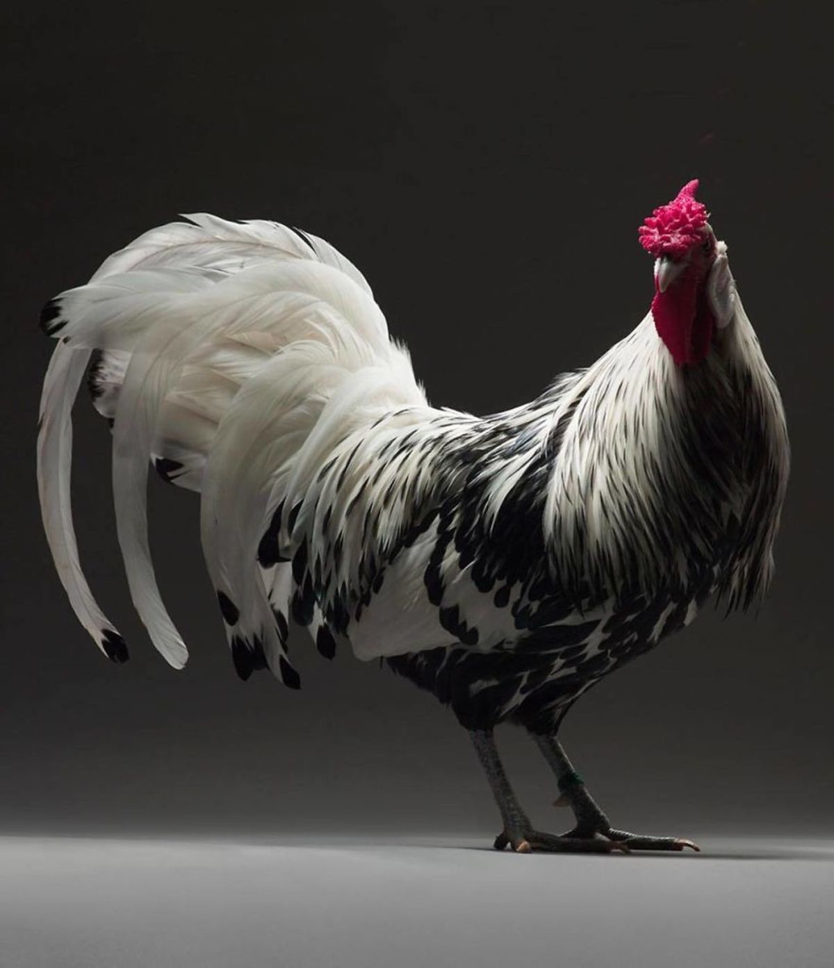 Retratos das galinhas mais bonitas do planeta capturam sua beleza subestimada 07