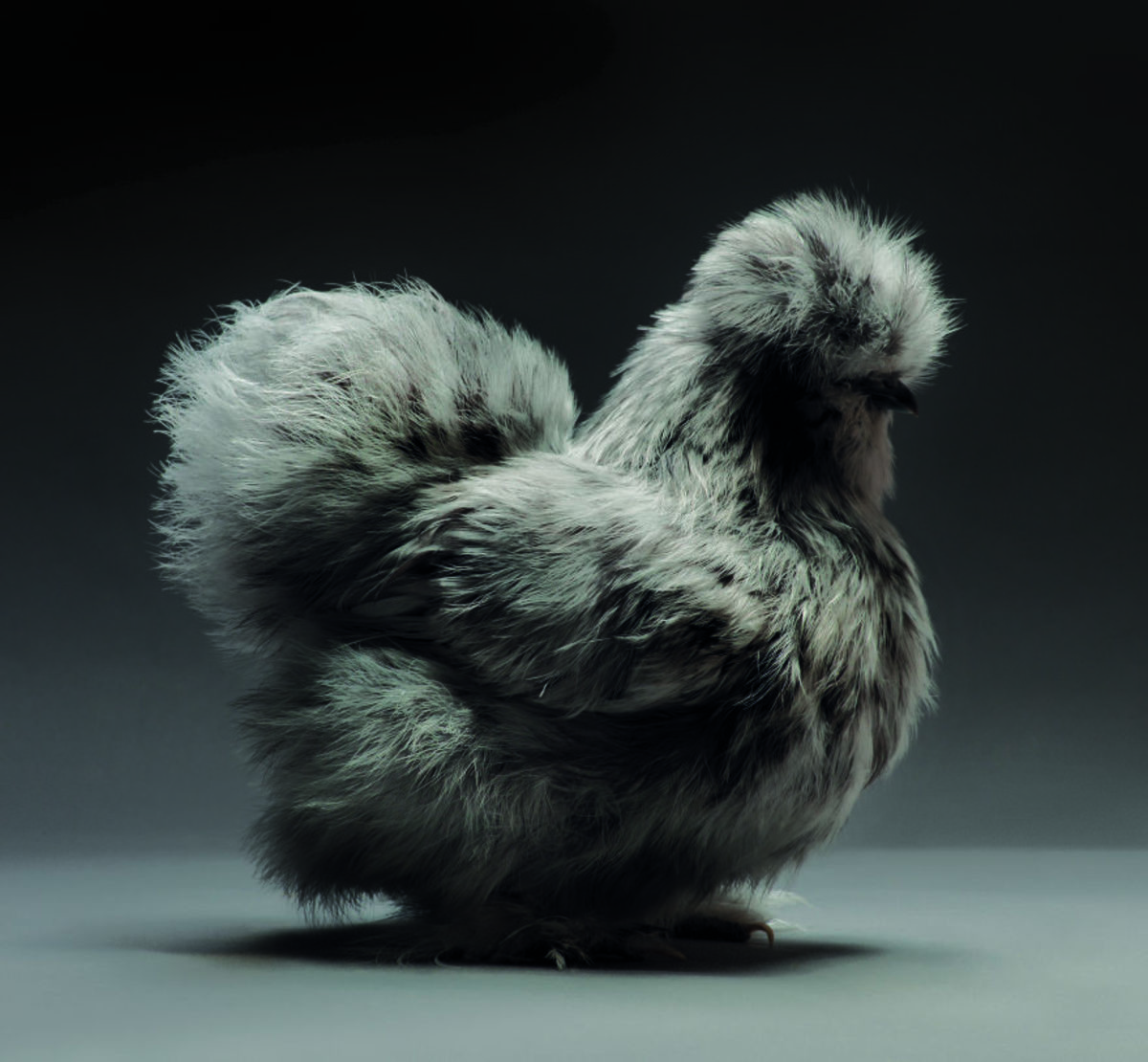 Retratos das galinhas mais bonitas do planeta capturam sua beleza subestimada 09