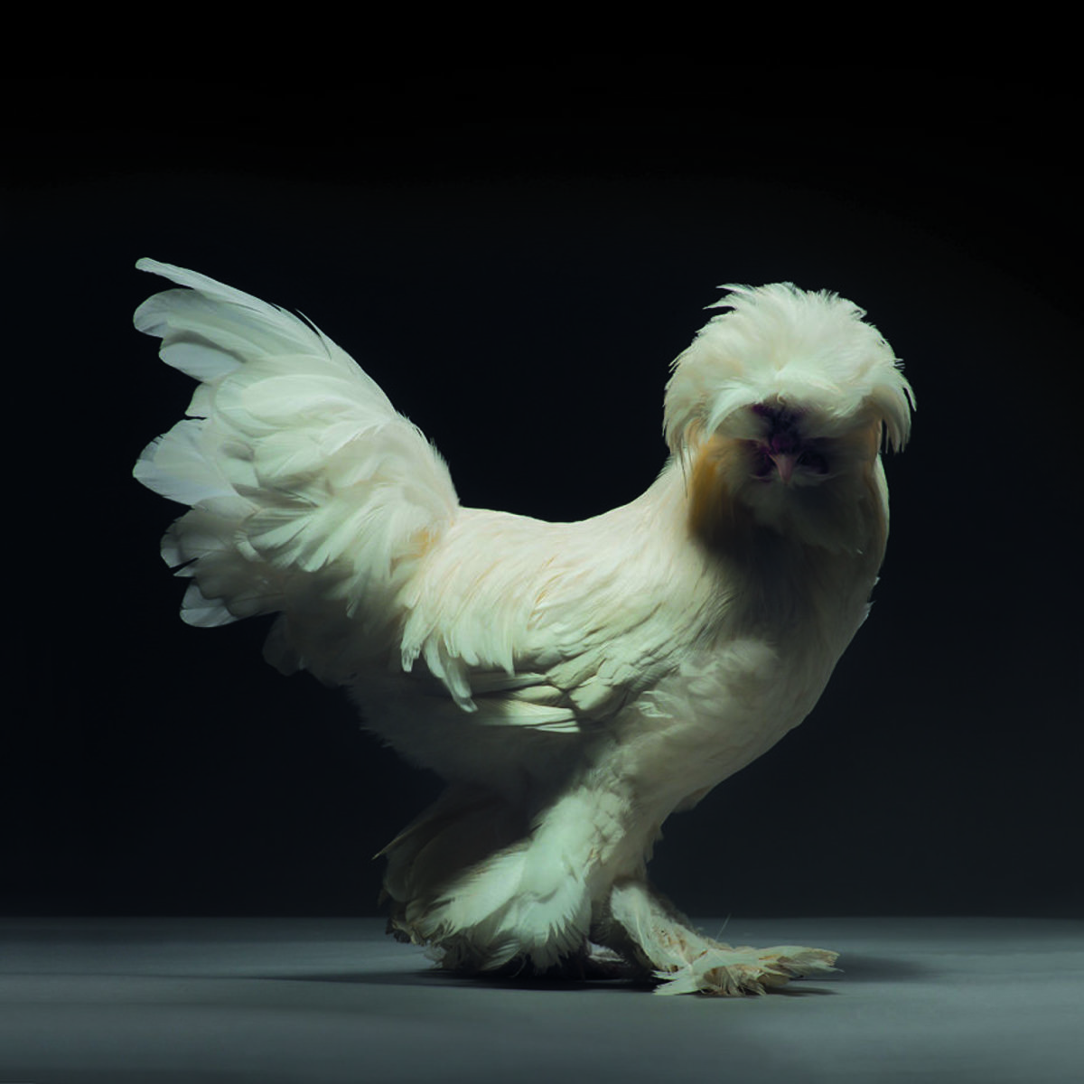 Retratos das galinhas mais bonitas do planeta capturam sua beleza subestimada 10