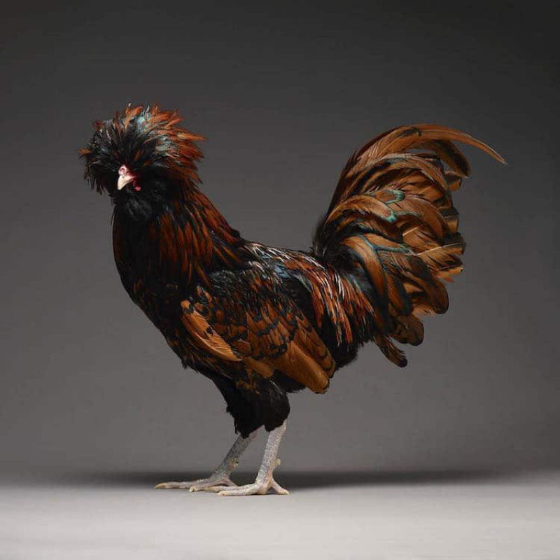 Retratos das galinhas mais bonitas do planeta capturam sua beleza subestimada 14