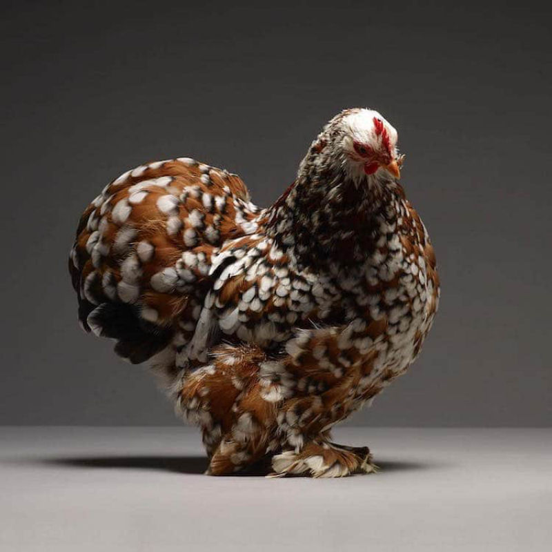 Retratos das galinhas mais bonitas do planeta capturam sua beleza subestimada 15
