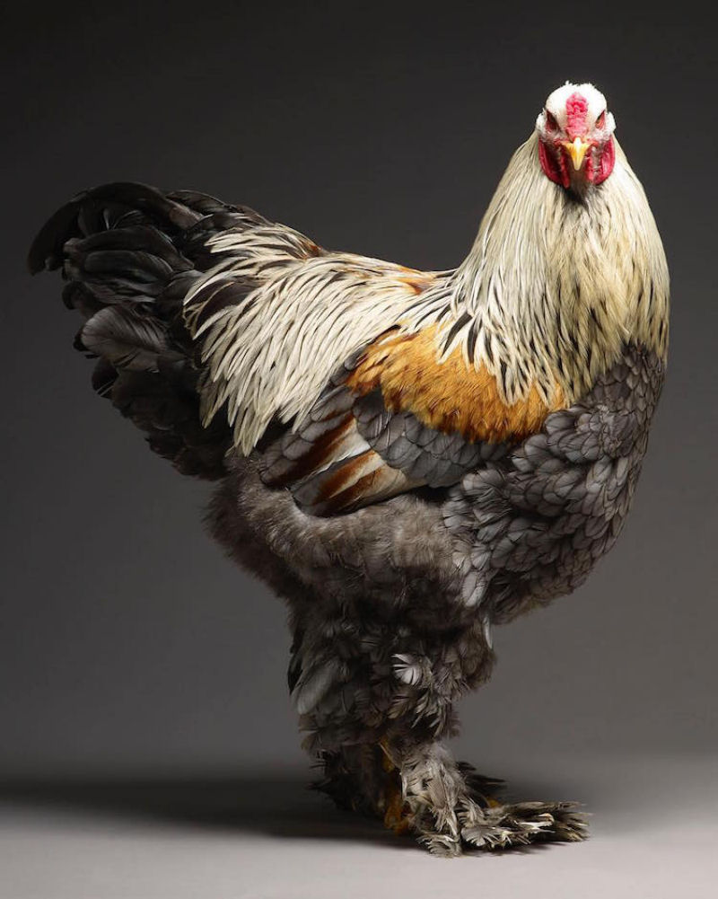 Retratos das galinhas mais bonitas do planeta capturam sua beleza subestimada 17