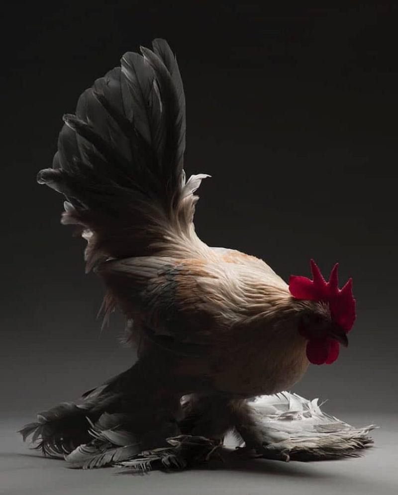 Retratos das galinhas mais bonitas do planeta capturam sua beleza subestimada 18