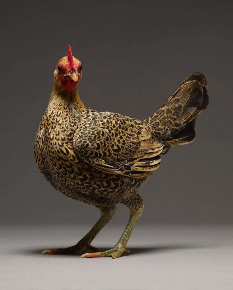 Retratos das galinhas mais bonitas do planeta capturam sua beleza subestimada 20