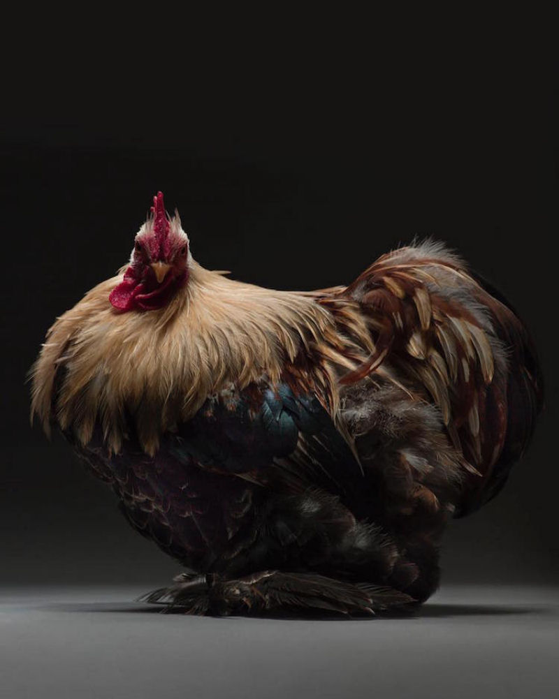 Retratos das galinhas mais bonitas do planeta capturam sua beleza subestimada 21