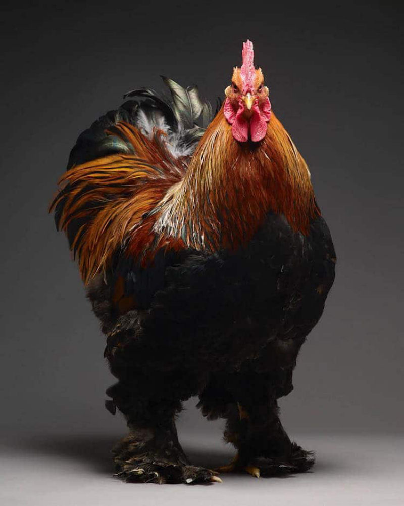 Retratos das galinhas mais bonitas do planeta capturam sua beleza subestimada 22