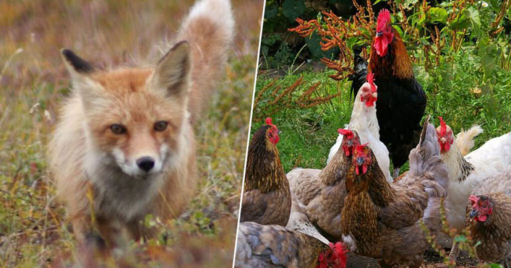 Cansadas do abuso, galinhas matam uma raposa que entrou no galinheiro